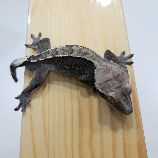 아잔틱