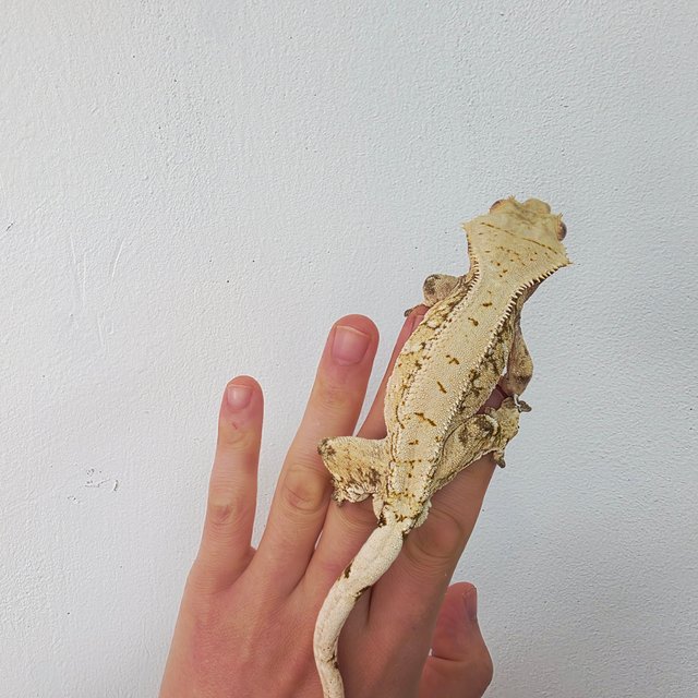 노멀 트라이 익스트림할리퀸