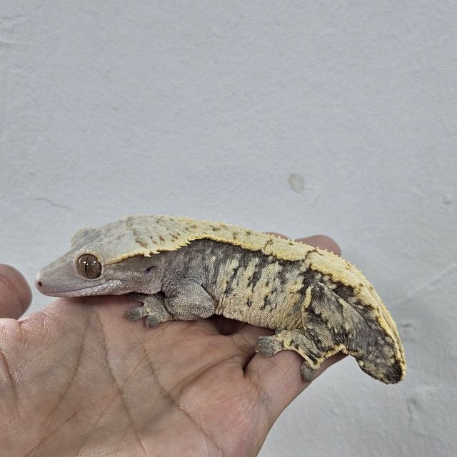 Normal Tri Extreme Harlequin