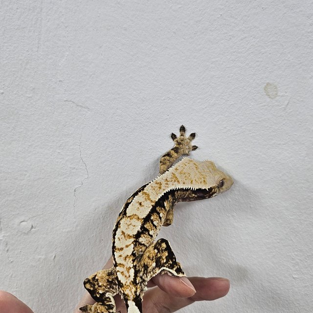Normal Tri Extreme Harlequin
