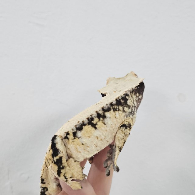 Normal Extreme Harlequin Tri