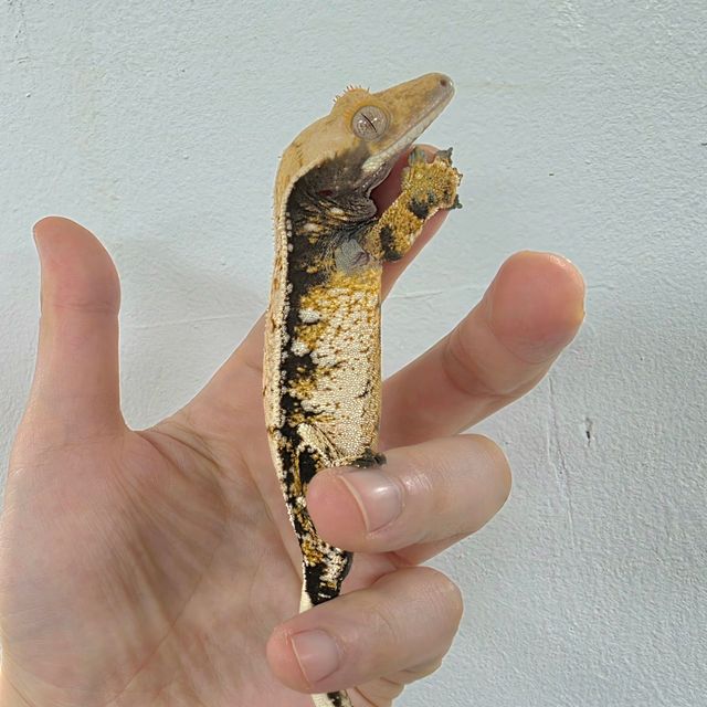 트라이 익스트림할리퀸