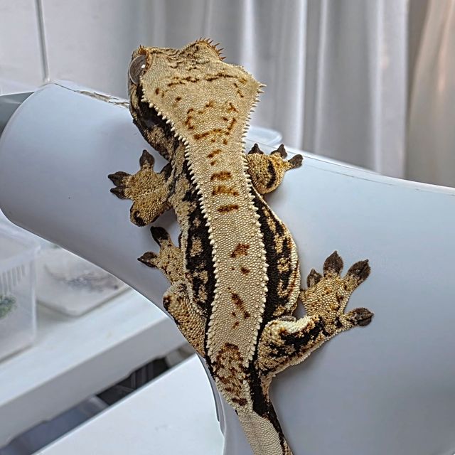 Extreme Harlequin Quad Tri