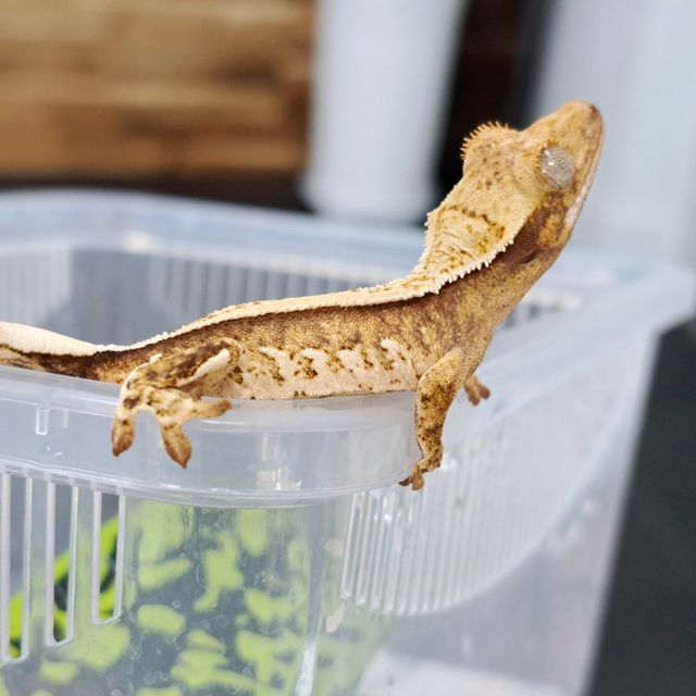 Pinstripe Extreme Harlequin Tri
