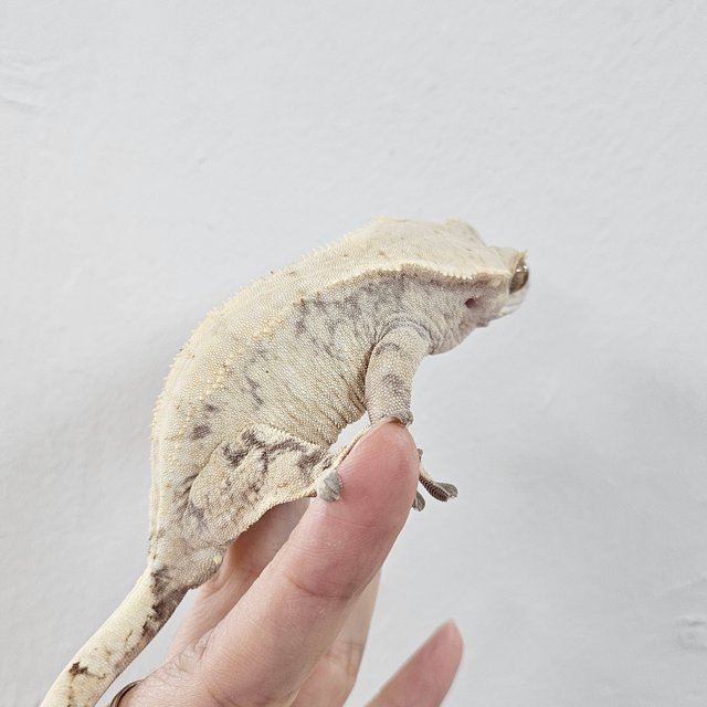 Normal Drippy White Spot Extreme Harlequin Tri White