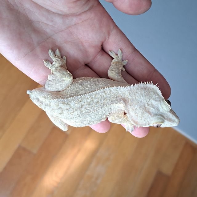 화이트 크림시클 크림