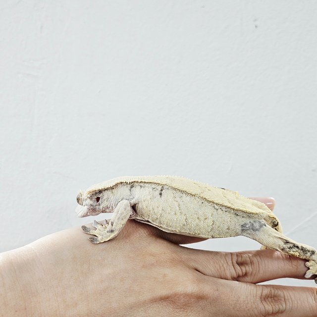 Normal Tri Extreme Harlequin White