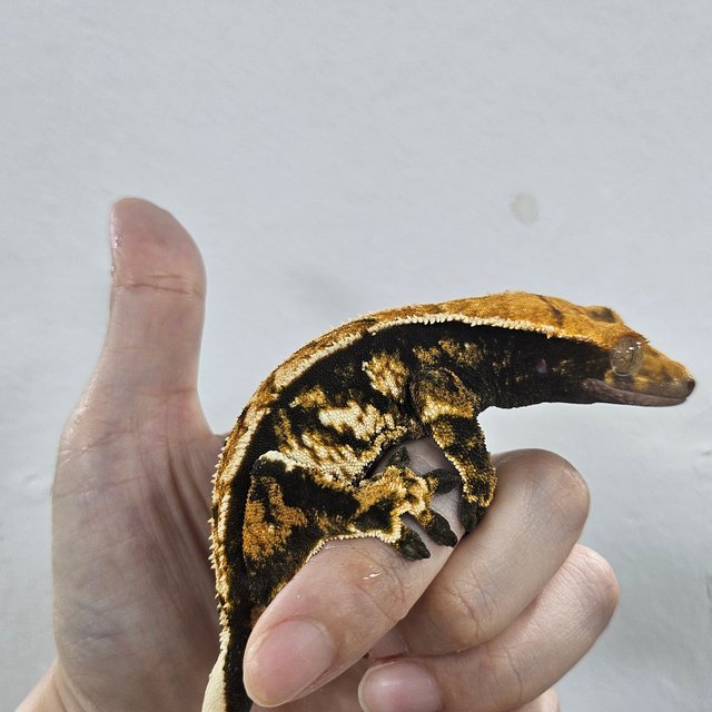 Normal Tri Extreme Harlequin Tangerine