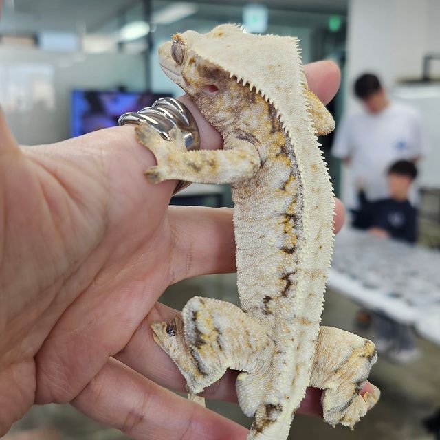 트라이 드리피 화이트스팟 익스트림할리퀸