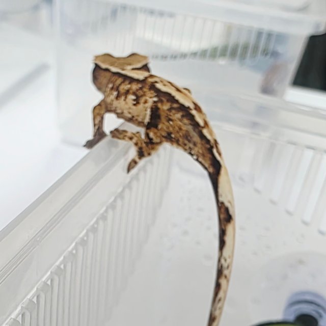 Extreme Harlequin Tri Harlequin