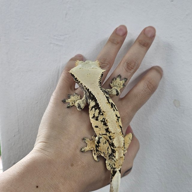 Normal Tri Extreme Harlequin