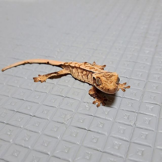 트라이 익스트림할리퀸 레이지 엑조틱