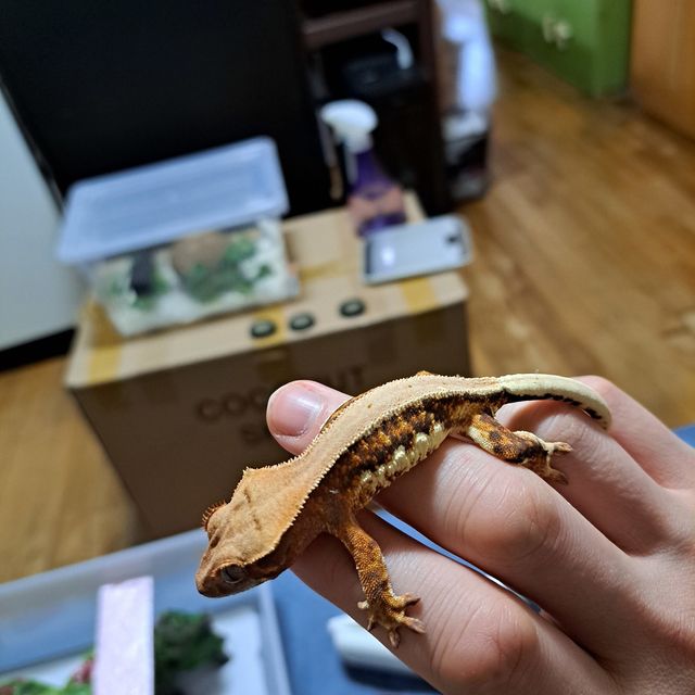 릴리화이트 트라이