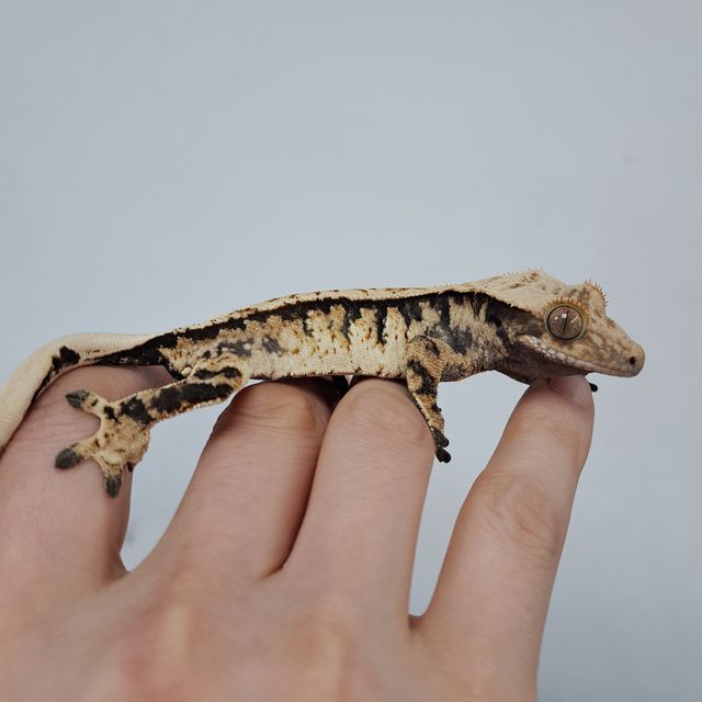 Tri Extreme Harlequin