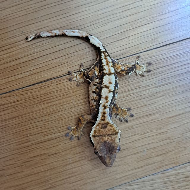 트라이 익스트림할리퀸