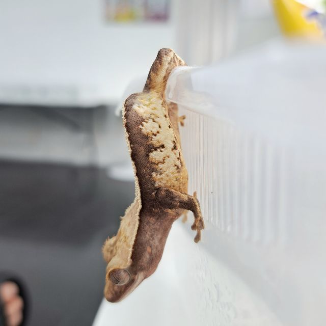 다크 익스트림할리퀸