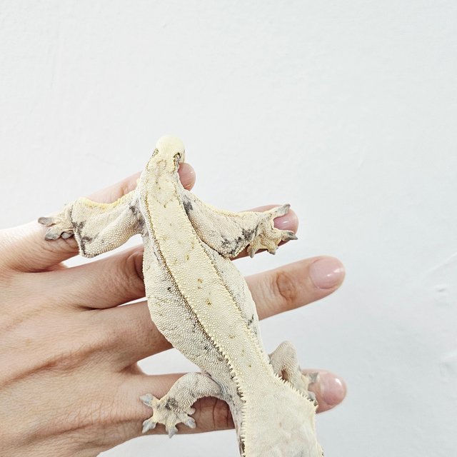Normal Tri Extreme Harlequin White