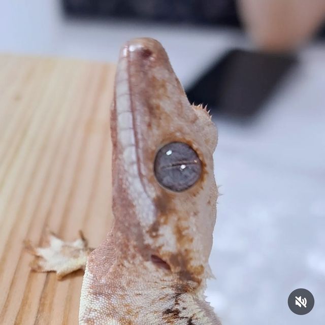 릴리화이트
