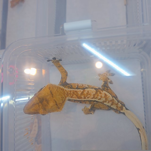 트라이 익스트림할리퀸