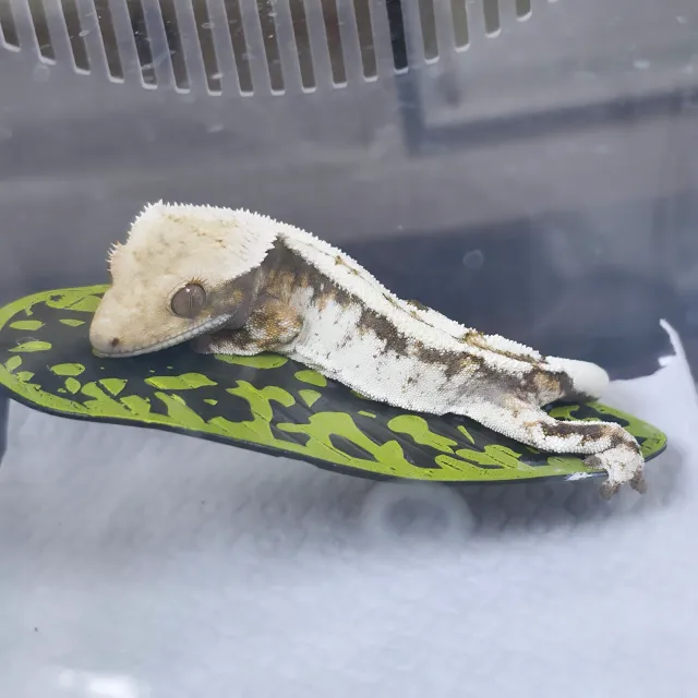 세이블