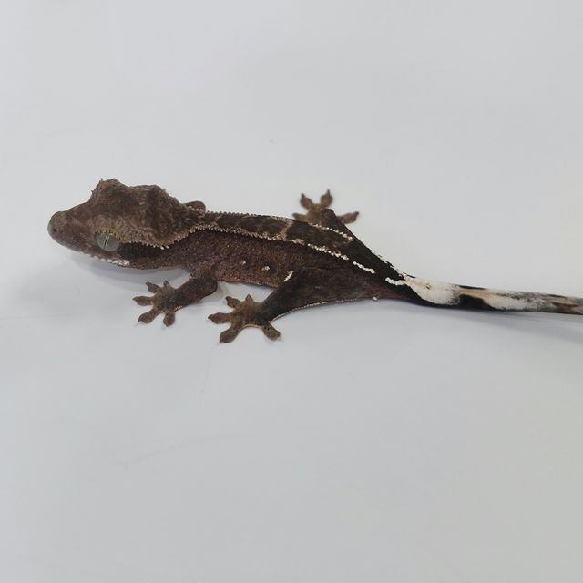 챠콜 100%헷아잔틱 화이트핀