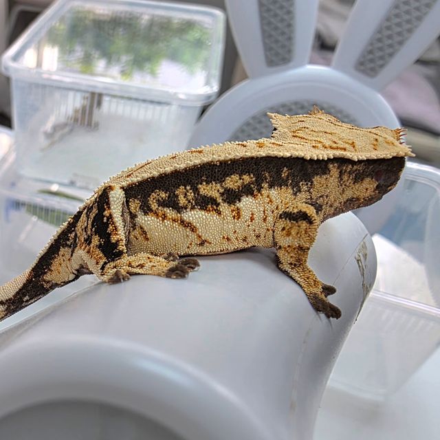 Extreme Harlequin Quad Tri