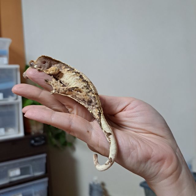트라이 익스트림할리퀸