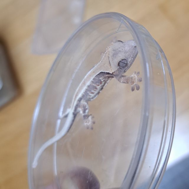 레이지 릴리화이트