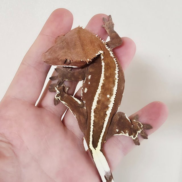 Full Pinstripe Empty Back Cappuccino White Pin Red