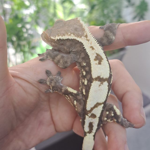세이블