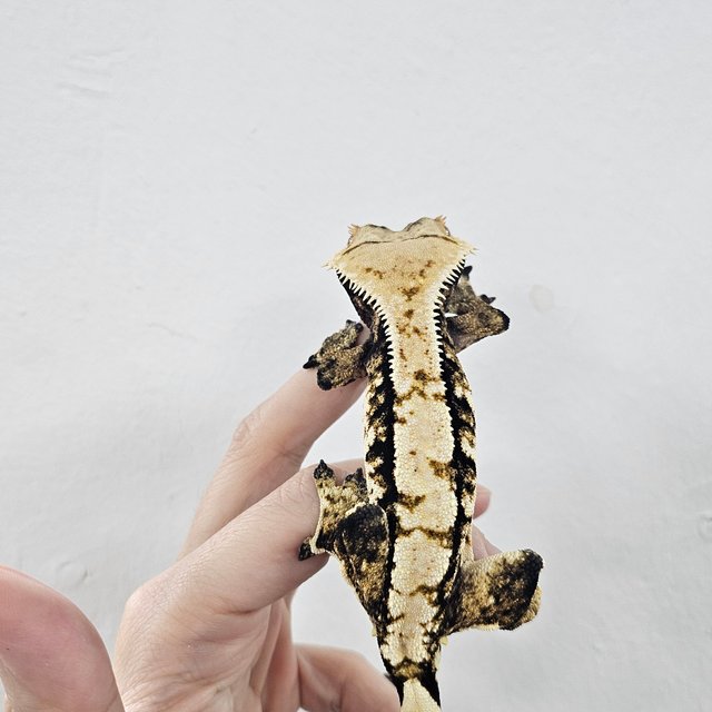 Normal Tri Extreme Harlequin Tangerine