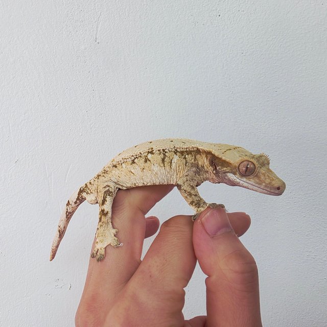 노멀 트라이 익스트림할리퀸