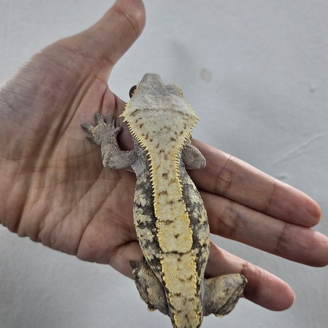 Normal Tri Extreme Harlequin