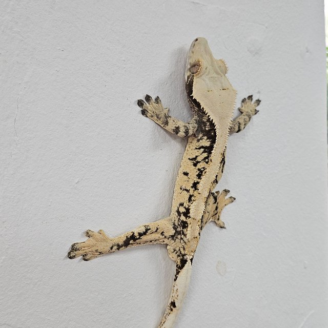 Normal Tri Extreme Harlequin