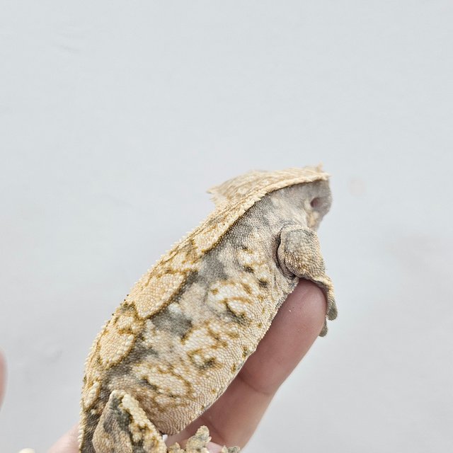 Normal Tri Extreme Harlequin