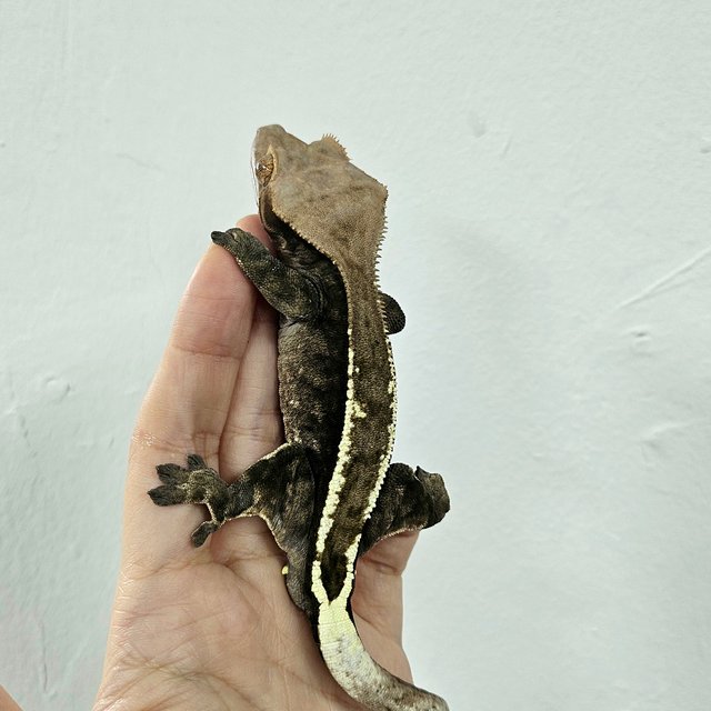 Dark Cappuccino