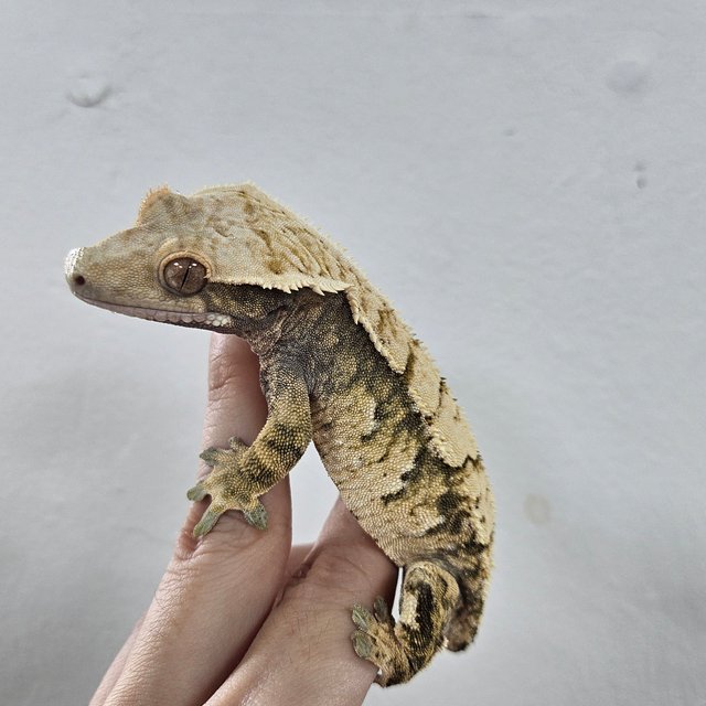 Normal Tri Extreme Harlequin