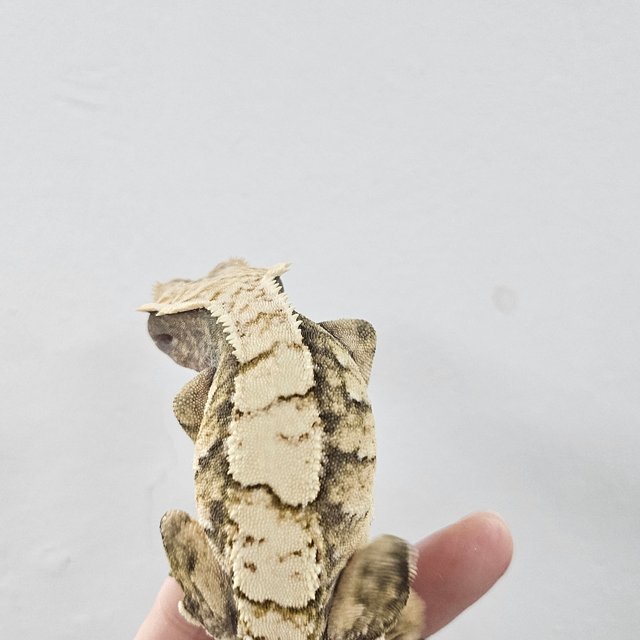 Normal Tri Extreme Harlequin