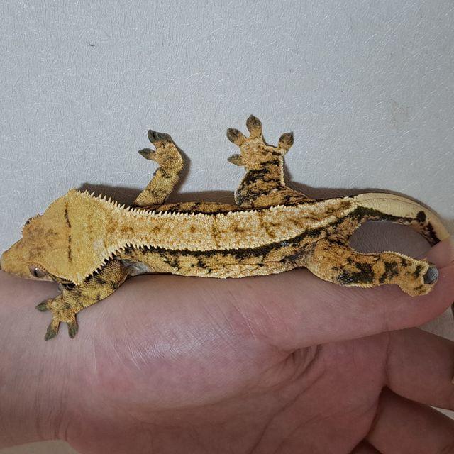 Tri Extreme Harlequin