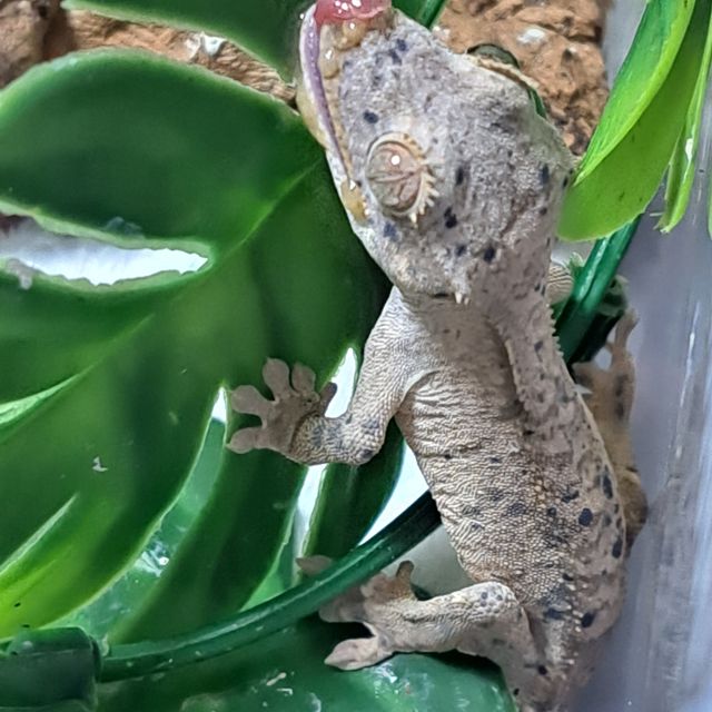 슈퍼달마시안