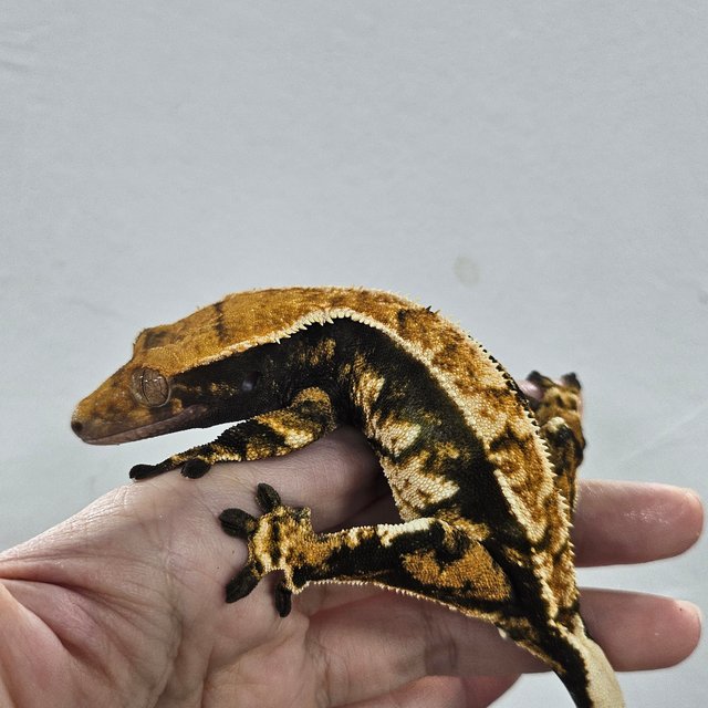 Normal Tri Extreme Harlequin Tangerine