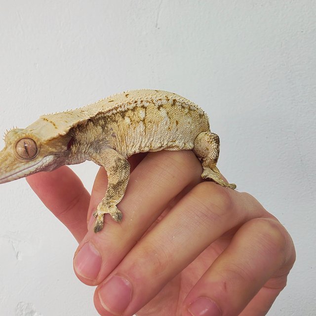 노멀 트라이 익스트림할리퀸