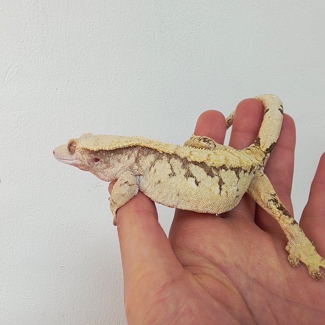 노멀 익스트림할리퀸