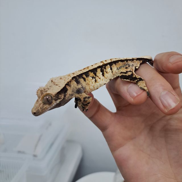 Tri Extreme Harlequin