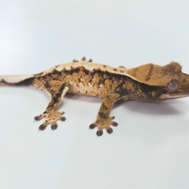 트라이 익스트림할리퀸