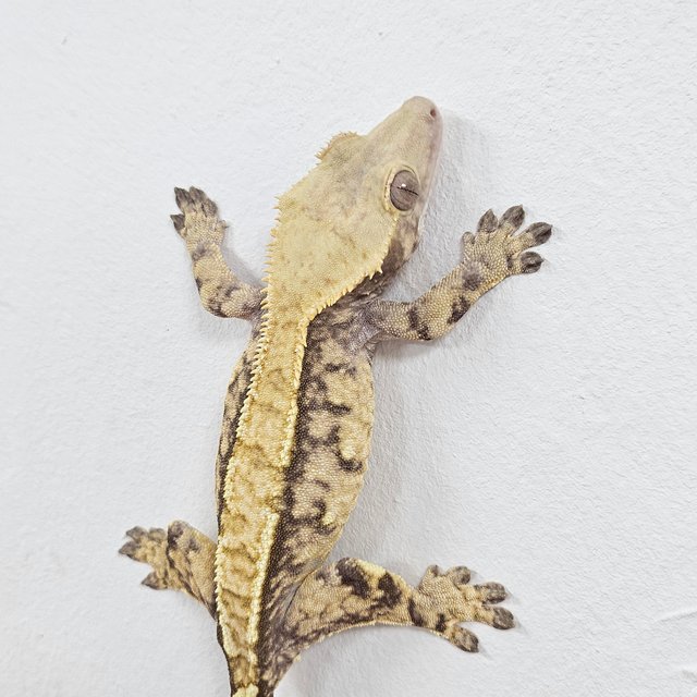 Normal Tri Extreme Harlequin