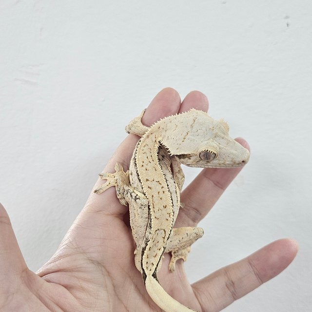 Normal Tri Extreme Harlequin White
