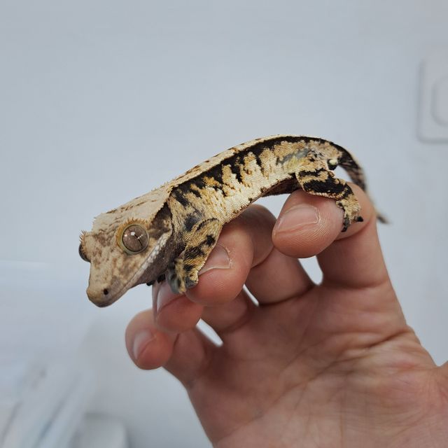 Tri Extreme Harlequin