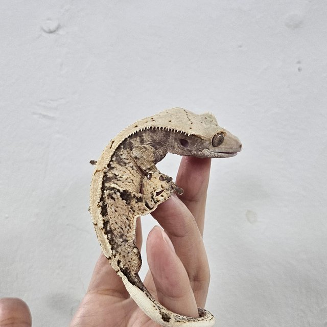 Normal 100% Het Axanthic