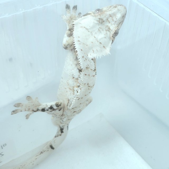 노멀 트라이 드리피 익스트림할리퀸 화이트스팟